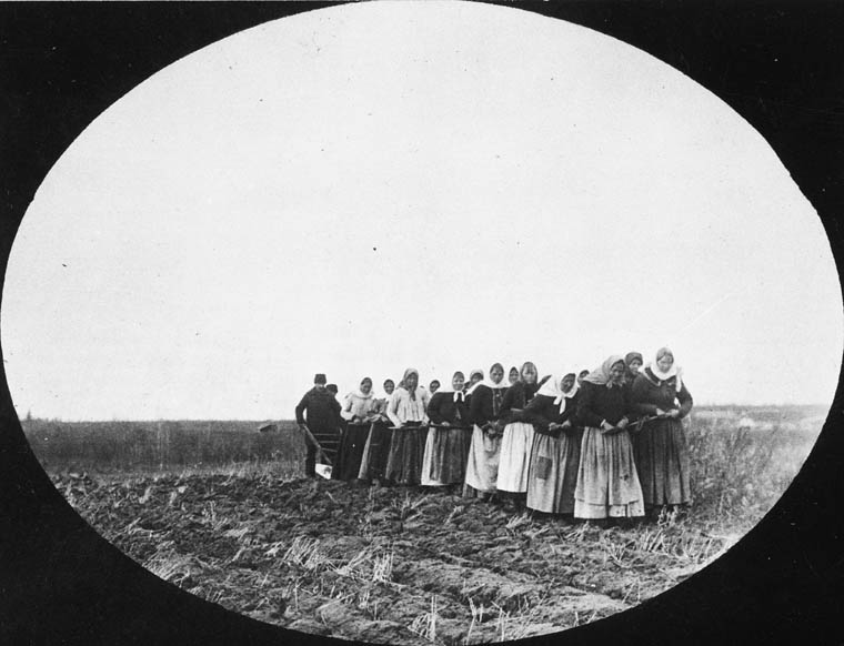 Doukhobor women pulling a plough on the prairie, c.1899